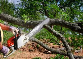 Trusted Gilman, IL Tree Services Experts